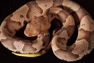 Majestic Copperhead Snake In Natural Habitat Wallpaper