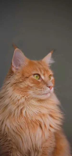 Majestic Cute Cat Love Wallpaper