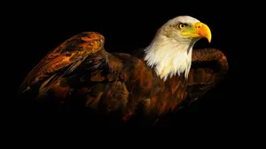 Majestic Eagle Painting On A Dark Background Wallpaper
