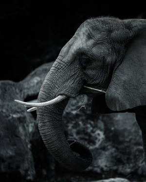 Majestic Elephant Head In Profile Wallpaper