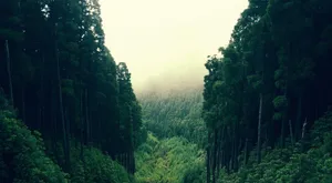 Majestic Forest View Wallpaper