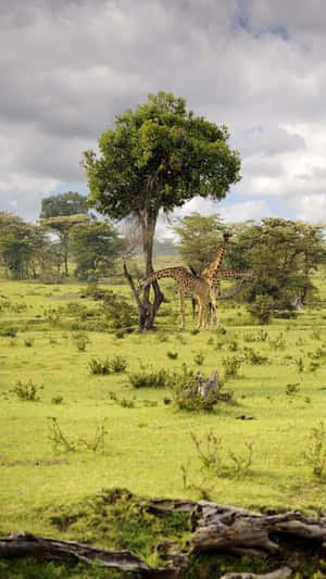 Majestic Giraffes Roaming In Masai Mara National Reserve Wallpaper