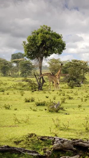 Majestic Giraffes Roaming In Masai Mara National Reserve Wallpaper