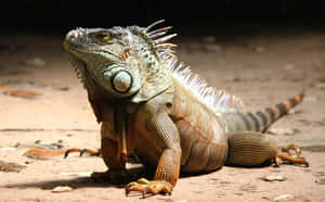 Majestic Green Iguana Sunbathing Wallpaper