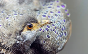 Majestic Grey Peacock Pheasant Wallpaper