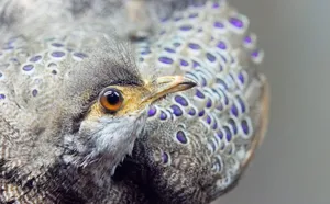 Majestic Grey Peacock Pheasant Wallpaper