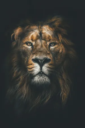 Majestic Lion Africa Iphone Wallpaper