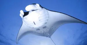 Majestic Manta Ray Gliding Underwater Wallpaper