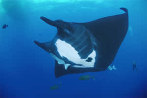 Majestic Manta Ray Underwater Wallpaper