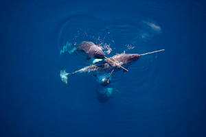 Majestic Narwhal In The Blue Ocean Depths Wallpaper
