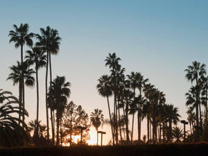 Majestic Palm Trees Gracing The Sunny Skies Of Venice Beach Wallpaper