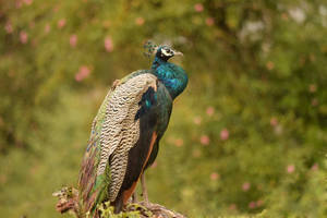 Majestic Peacock Display Wallpaper