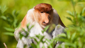 Majestic Proboscis Monkey In Its Natural Habitat Wallpaper