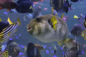 Majestic Pufferfish Swimming Underwater Wallpaper