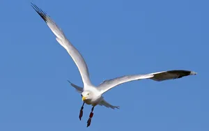 Majestic Seagull Soaring Over The Ocean Wallpaper
