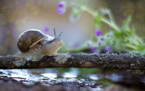 Majestic Snail Journey Wallpaper