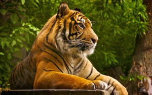 Majestic Sumatran Tiger In Rest Wallpaper