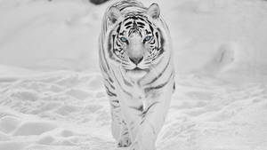 Majestic Tiger Roaming In Snowy Wilderness - 8k Uhd Picture Wallpaper