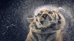 Majestic Tiger Shaking Its Head Wallpaper