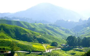 Majestic View Of Cameron Highlands Tea Garden Wallpaper