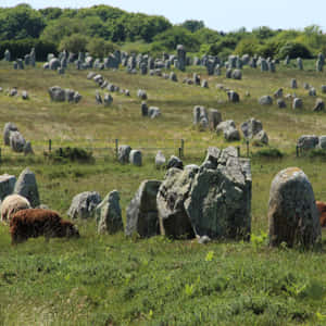 Majestic View Of Megalithic Stones In Carnac, France Wallpaper