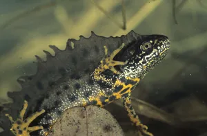 Majestic Waterfall In Wilderness Wallpaper