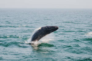 Majestic Whale Gliding Underwater Wallpaper