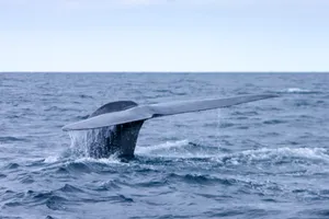 Majestic Whale In Its Natural Habitat Wallpaper