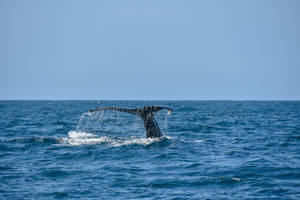 Majestic Whale In Natural Habitat Wallpaper