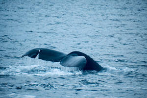 Majestic Whale In The Deep Blue Sea Wallpaper