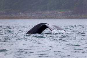 Majestic Whale Under The Ocean's Surface Wallpaper