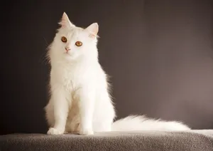 Majestic White Catwith Golden Eyes Wallpaper