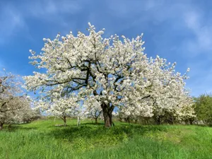 Majestic White Tree Basking In The Winter Sun Wallpaper
