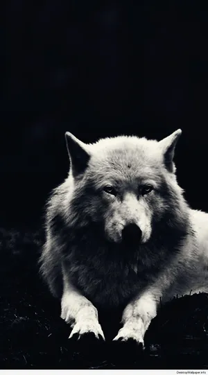 Majestic White Wolf Wallpaper