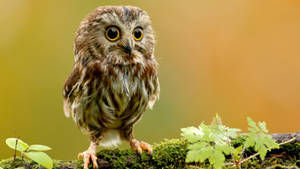 Majestic Wise Owl On Full Screen Desktop Wallpaper