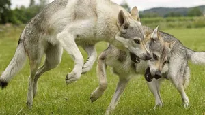 Majestic Wolfdog Exploring The Forest Wallpaper