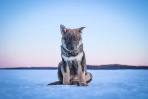 Majestic Wolfdog In The Wilderness Wallpaper