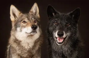 Majestic Wolfdog Standing Tall On Grassland Wallpaper