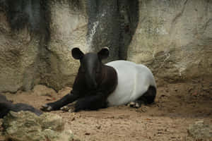 Malayan_ Tapir_ Resting.jpg Wallpaper