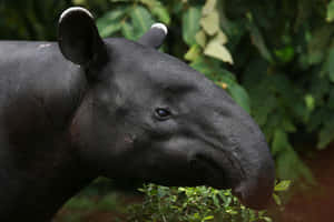 Malayan Tapirin Habitat.jpg Wallpaper