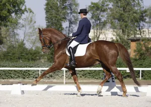 Male Equestrian Chestnut Dressage Horse Extended Trot Wallpaper