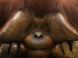 Male Orangutan Large Cheekpads Wallpaper