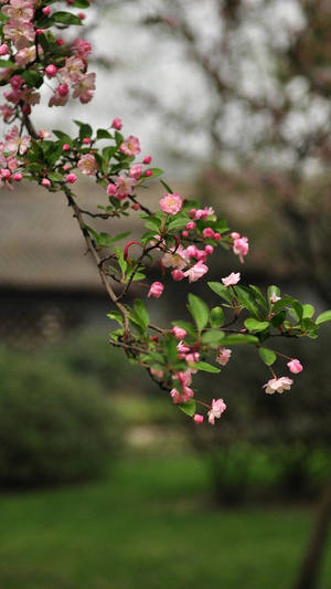 Malus Halliana Beautiful Phone Wallpaper