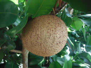 Mammee Apple Tree Summer Fruit Farm Wallpaper