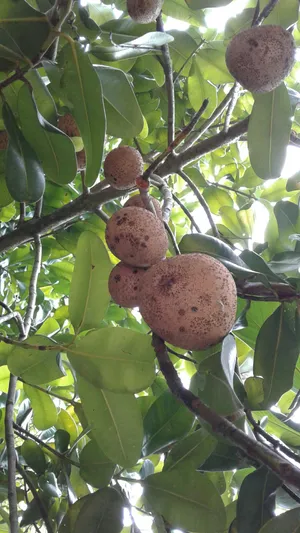 Mammee Brown Skin Fruit Tree Wallpaper