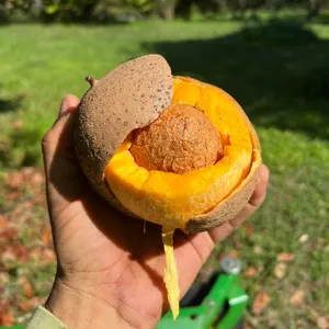 Mammee Fruit Hand Held Open Wallpaper