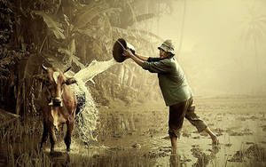 Man Giving Cute Cow A Bath Wallpaper