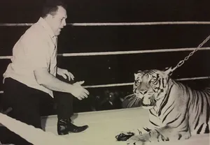 Manand Tiger Faceoffin Wrestling Ring Wallpaper