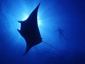 Manta Rayand Diver Silhouette Great Barrier Reef Wallpaper