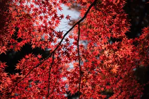 Maple Red Tree Wallpaper